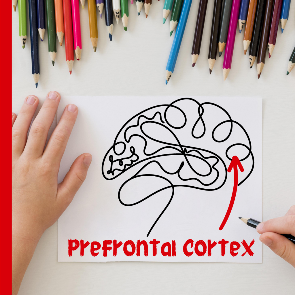 prefrontal cortex graphic