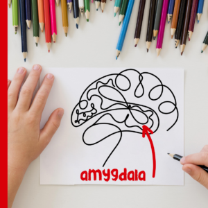 amygdala graphic