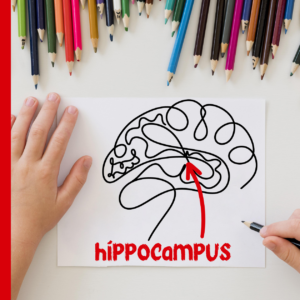 hippocampus graphic